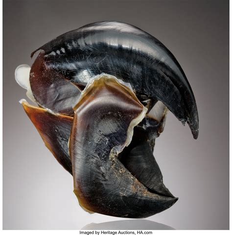 humboldt squid beak.